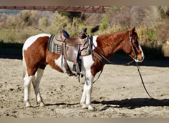 American Quarter Horse, Wałach, 8 lat, Ciemnokasztanowata