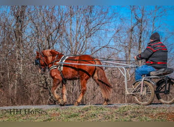 American Quarter Horse, Wałach, 8 lat, Ciemnokasztanowata