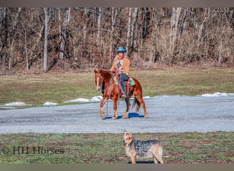 American Quarter Horse, Wałach, 8 lat, Ciemnokasztanowata