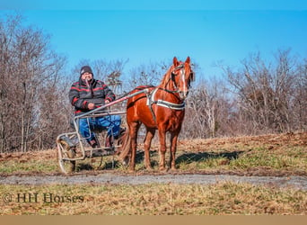 American Quarter Horse, Wałach, 8 lat, Ciemnokasztanowata