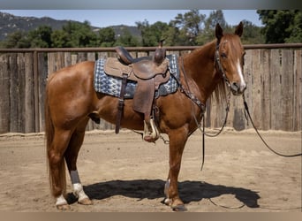 American Quarter Horse, Wałach, 8 lat, Cisawa