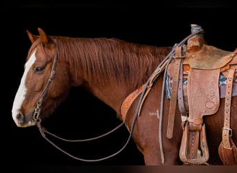 American Quarter Horse, Wałach, 8 lat, Cisawa
