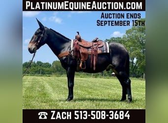 American Quarter Horse, Wałach, 8 lat, Kara