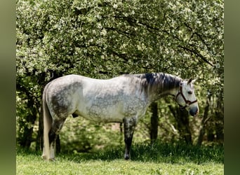 American Quarter Horse, Wałach, 8 lat, Siwa jabłkowita