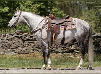 American Quarter Horse, Wałach, 8 lat, Siwa jabłkowita