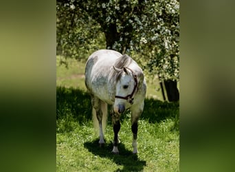 American Quarter Horse, Wałach, 8 lat, Siwa jabłkowita