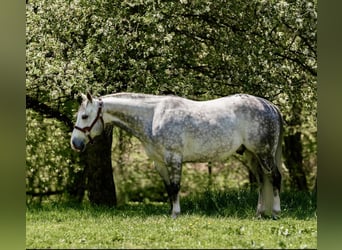 American Quarter Horse, Wałach, 8 lat, Siwa jabłkowita