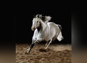 American Quarter Horse, Wałach, 8 lat, Siwa jabłkowita