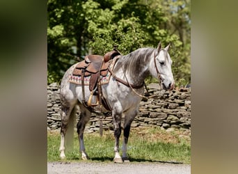 American Quarter Horse, Wałach, 8 lat, Siwa jabłkowita