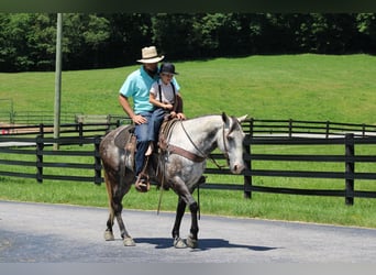 American Quarter Horse, Wałach, 8 lat, Siwa jabłkowita