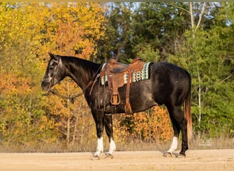 American Quarter Horse, Wałach, 8 lat, Siwa