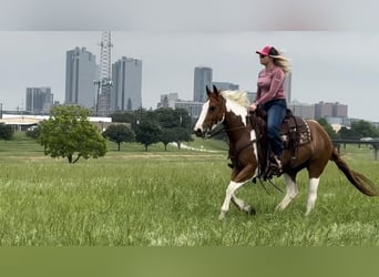 American Quarter Horse, Wałach, 8 lat, Tobiano wszelkich maści