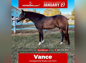 American Quarter Horse Mix, Wałach, 9 lat, 137 cm, Jelenia