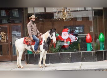 American Quarter Horse, Wałach, 9 lat, 145 cm, Karodereszowata