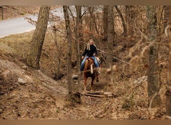 American Quarter Horse, Wałach, 9 lat, 145 cm, Overo wszelkich maści