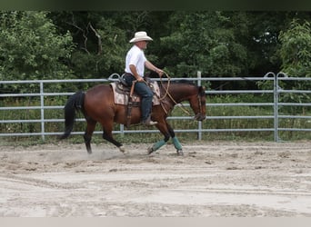 American Quarter Horse, Wałach, 9 lat, 146 cm, Gniada