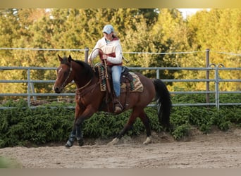 American Quarter Horse, Wałach, 9 lat, 146 cm, Gniada