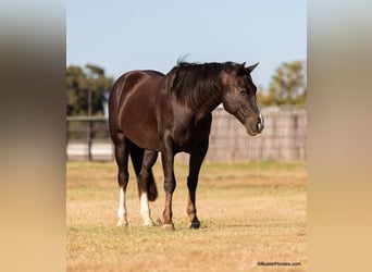 American Quarter Horse, Wałach, 9 lat, 147 cm, Ciemnokasztanowata