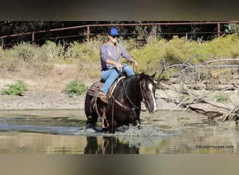 American Quarter Horse, Wałach, 9 lat, 147 cm, Ciemnokasztanowata