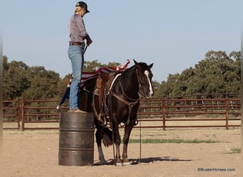 American Quarter Horse, Wałach, 9 lat, 147 cm, Ciemnokasztanowata