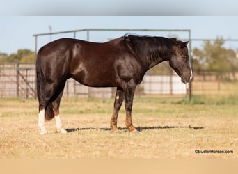 American Quarter Horse, Wałach, 9 lat, 147 cm, Ciemnokasztanowata