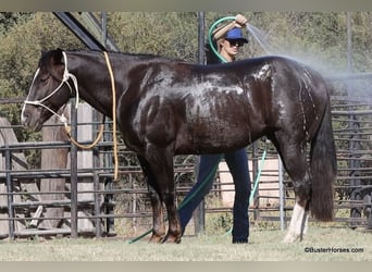 American Quarter Horse, Wałach, 9 lat, 147 cm, Ciemnokasztanowata