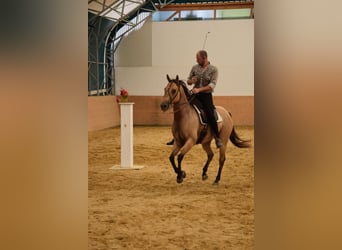American Quarter Horse, Wałach, 9 lat, 148 cm, Jelenia