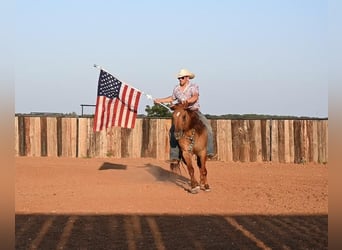 American Quarter Horse, Wałach, 9 lat, 150 cm, Bułana