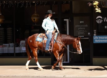 American Quarter Horse, Wałach, 9 lat, 150 cm, Ciemnokasztanowata