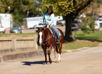 American Quarter Horse, Wałach, 9 lat, 150 cm, Ciemnokasztanowata