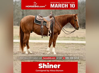 American Quarter Horse, Wałach, 9 lat, 150 cm, Cisawa