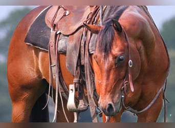 American Quarter Horse, Wałach, 9 lat, 150 cm, Gniada