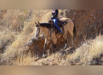American Quarter Horse, Wałach, 9 lat, 150 cm, Jelenia