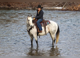 American Quarter Horse, Wałach, 9 lat, 150 cm, Siwa