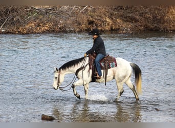 American Quarter Horse, Wałach, 9 lat, 150 cm, Siwa