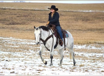 American Quarter Horse, Wałach, 9 lat, 150 cm, Siwa