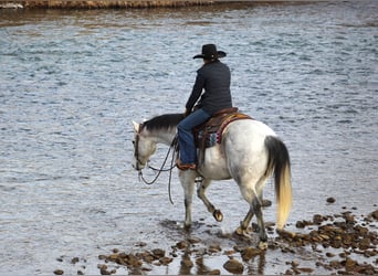 American Quarter Horse, Wałach, 9 lat, 150 cm, Siwa