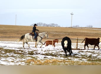 American Quarter Horse, Wałach, 9 lat, 150 cm, Siwa