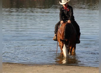 American Quarter Horse, Wałach, 9 lat, 152 cm, Cisawa