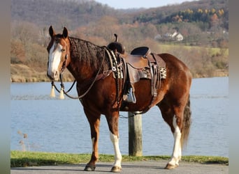 American Quarter Horse, Wałach, 9 lat, 152 cm, Cisawa