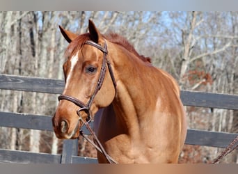 American Quarter Horse, Wałach, 9 lat, 152 cm, Cisawa