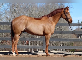 American Quarter Horse, Wałach, 9 lat, 152 cm, Cisawa