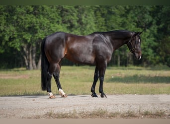 American Quarter Horse, Wałach, 9 lat, 152 cm, Gniada