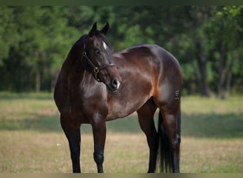 American Quarter Horse, Wałach, 9 lat, 152 cm, Gniada