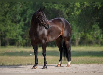 American Quarter Horse, Wałach, 9 lat, 152 cm, Gniada