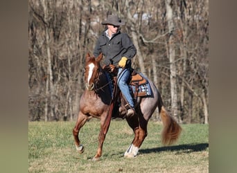 American Quarter Horse, Wałach, 9 lat, 152 cm, Gniadodereszowata