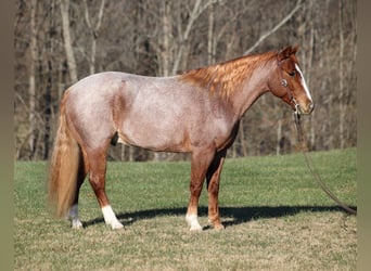 American Quarter Horse, Wałach, 9 lat, 152 cm, Gniadodereszowata