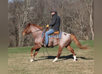 American Quarter Horse, Wałach, 9 lat, 152 cm, Gniadodereszowata