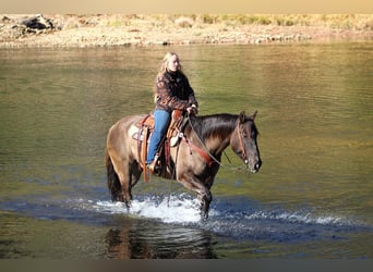 American Quarter Horse, Wałach, 9 lat, 152 cm, Grullo