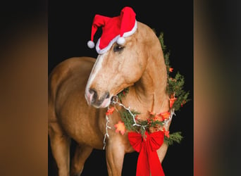 American Quarter Horse, Wałach, 9 lat, 152 cm, Izabelowata